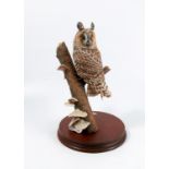A Border Fine Arts model, Long Eared Owl, RB20