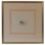 Robin Armstrong, pencil sketch, Pochard duck, 9ins