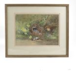 R H Austin, watercolour, Thrushes nest and eggs, 8ins x 11ins