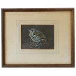 Ralston Gudgeon, two watercolours of birds, 5ins x