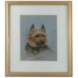 Anne Doyle, pastel, Mossy, a terrier, 13.5ins x 9.75ins