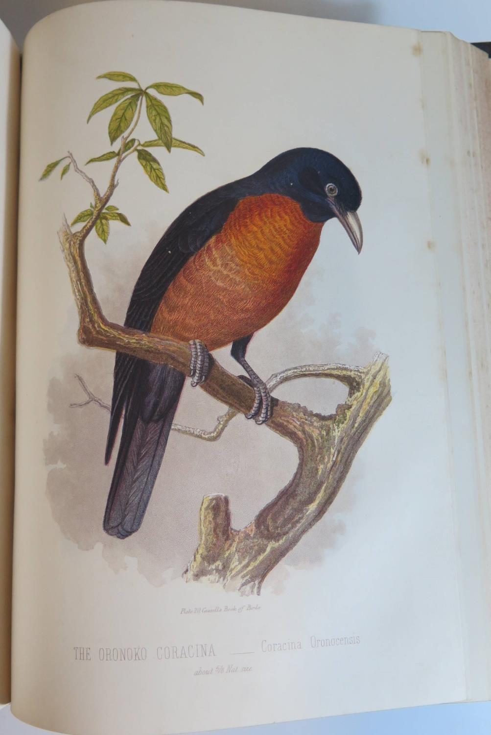 Cassell's Book of Birds in Four Volumes, Cassell, Petter and Galpin, half leather boards - Bild 5 aus 6