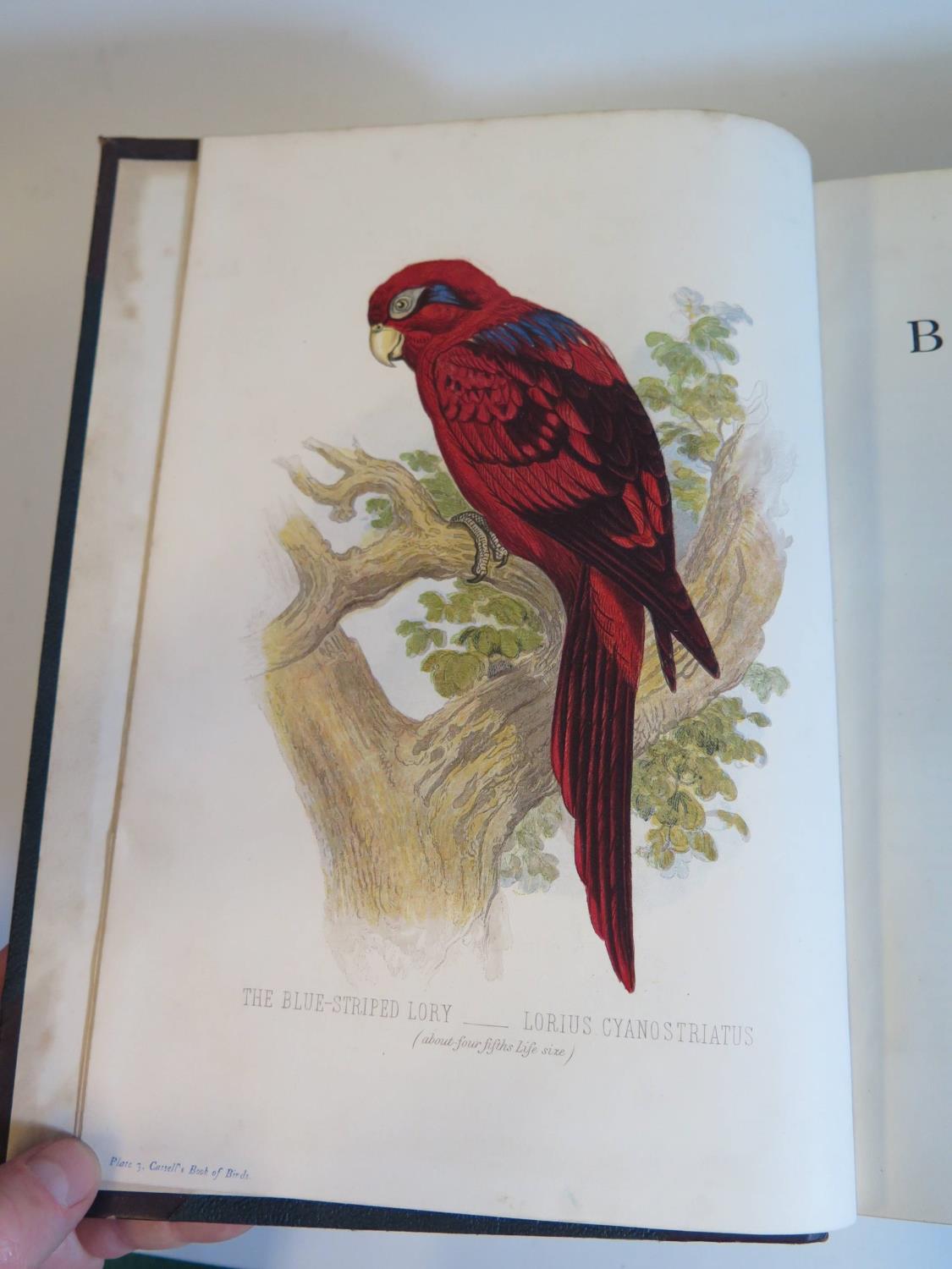 Cassell's Book of Birds in Four Volumes, Cassell, Petter and Galpin, half leather boards - Bild 4 aus 6