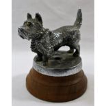 A chrome plated bronze Scottie dog car mascot/hood ornament, 9cm across,