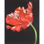 Derek Harris, signed print, 'Tulipa', No.2/100, unframed, overall size 61cm x 57cm.