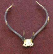 A pair of large Stag antlers.