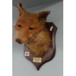 Taxidermy, fox head on shield plaque with label 'Mid Devon, Post Bridge 1938'.