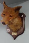 Taxidermy, fox head on shield plaque with label 'Mid Devon, Post Bridge 1938'.