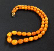 A butterscotch amber graduated necklace, approx 17.1gms.