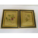 TWO MINIATURE HAND PAINTED PAINTINGS BY KAY GRAY - 'DOG ROSE' AND 'FUCHSIA'