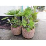 TWO TERRACOTTA CIRCULAR GARDEN PLANTERS WITH PALMS