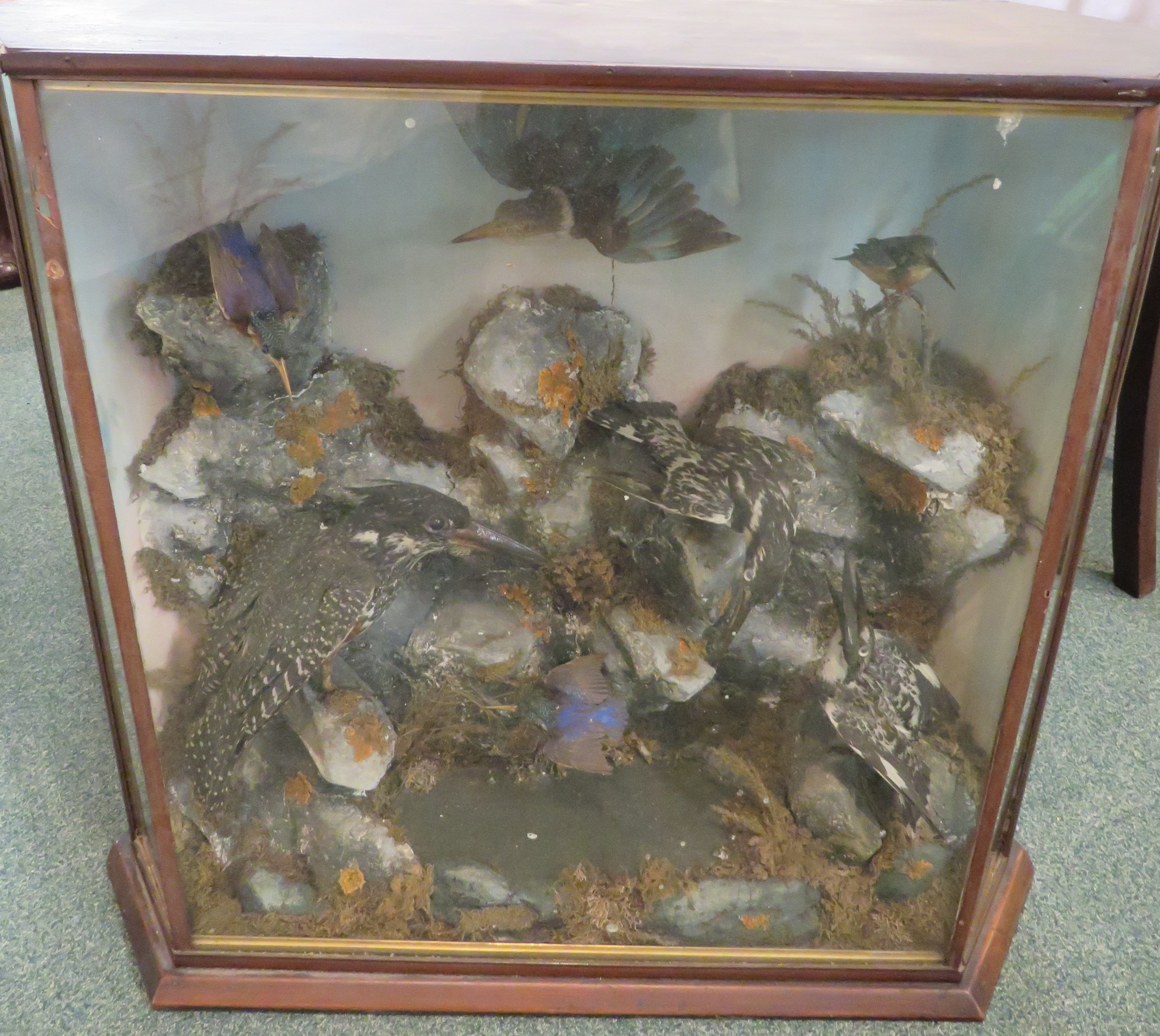 An interesting taxidermy group of four kingfishers and three sea birds amongst simulated rocks,