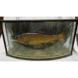 Taxidermy trout mounted in a bow-fronted glazed case with grasses, the glazing with gilt inscription