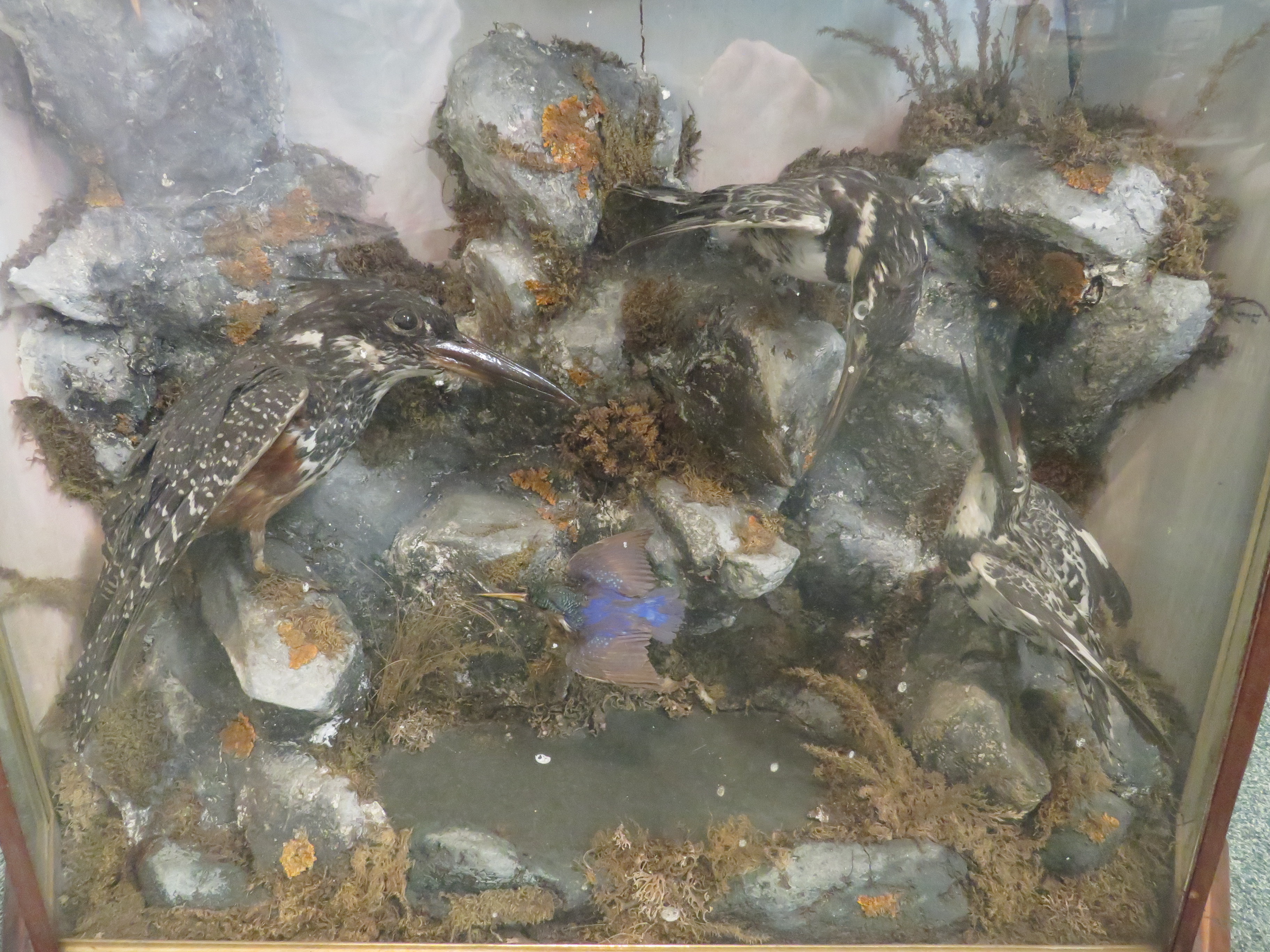 An interesting taxidermy group of four kingfishers and three sea birds amongst simulated rocks, - Image 3 of 7