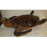 A taxidermy Hawksbill turtle, length 53cm (Provenance: purchased by the vendor Lot 289 Potburys