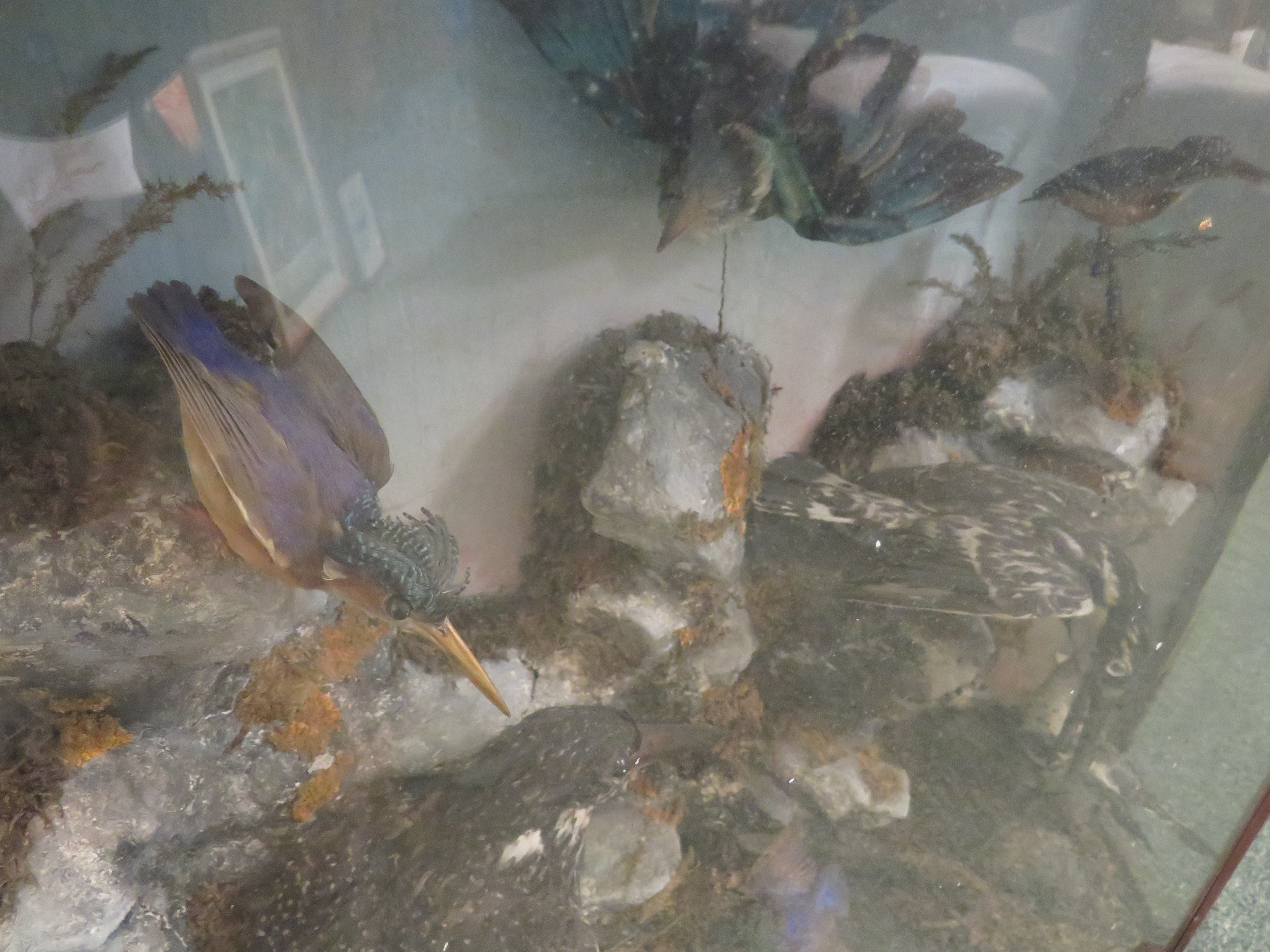 An interesting taxidermy group of four kingfishers and three sea birds amongst simulated rocks, - Image 5 of 7