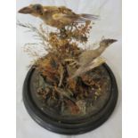 A group of two taxidermy birds in a naturalistic setting of twigs and grasses, (the birds have