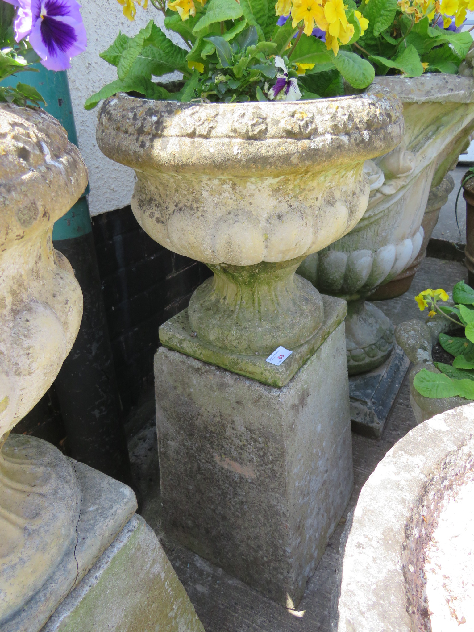 PAIR OF CIRCULAR PLANTERS STANDING ON SQUARE TAPERING PLINTHS WITH CONTENTS OF PANSIES AND PRIMULA - Image 3 of 3