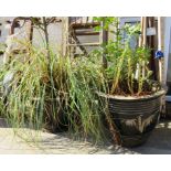 TWO LARGE PLANTERS WITH CONTENTS