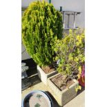 TWO COMPOSITE STONE DECORATIVE PLANTERS WITH CONTENTS OF CONIFERS