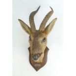 Antelope head 46cm high overall. Good general condition.