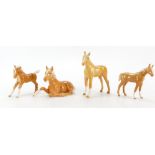 Beswick Thoroughbred foal 1813 in palomino gloss and another similar foal in grey gloss (2)