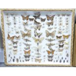 Taxidermy, A large gilt framed wall display case containing various moths, beetles and butterflies,