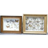 Taxidermy, A small gilt framed wall display case containing various moths and butterflies,