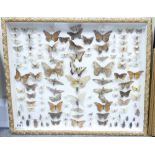 Taxidermy, A large gilt framed wall disp