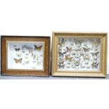 Taxidermy, A small gilt framed wall disp