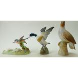 Three larger Crown Staffordshire bird models comprising of a Mallard taking flight,