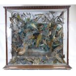 A Edwardian Taxidermy Birds Case containing various birds and fish in oak case,
