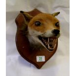 Mounted taxidermy fox head.