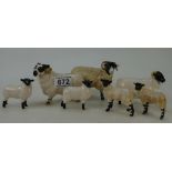 A collection Beswick Black Sheep lamb 1828 x2,