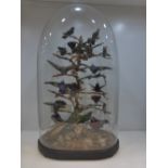 Taxidermy display of exotic birds under glass dome. similar to last lot