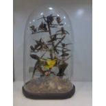 Taxidermy display of old exotic birds to include numerous humming birds in a glass dome