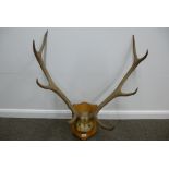 Pair of antlers on wooden plaque