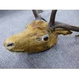 Taxidermy deer’s head with antlers