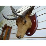 Old Taxidermy deer’s head with antlers on shield plaque