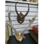 Pair of old antelope horns and a pair of stag horns, both mounted on a wooden plaque