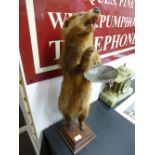 Taxidermy model of a standing badger holding a dish on an oak base