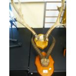 Pair of old horns and pair of stag horns, both mounted on wooden plaques