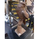 Cast iron figure of Eagle perched on gloved hand