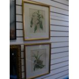 Pair of coloured lithos by Henry George Moon of orchids 25 x 34 cms