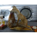 'Taxidermy' seated fox holding pheasant