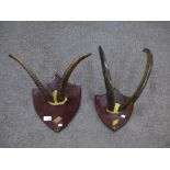 2 Sets of mounted horns on shield plaques