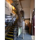 An almost life size driftwood Giraffe, approx 10ft