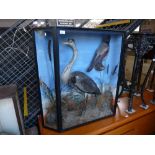 Taxidermy; A heron and Magpie with reeds in a glazed display cabinet 94.5cms