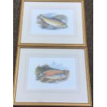 A pair of gilt framed coloured lithographs, Torgoch Alpine Charr and Gillaroo Trout, the plates in