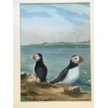 AC Rutter, watercolour, study of two puffins, signed, mounted & gilt framed.